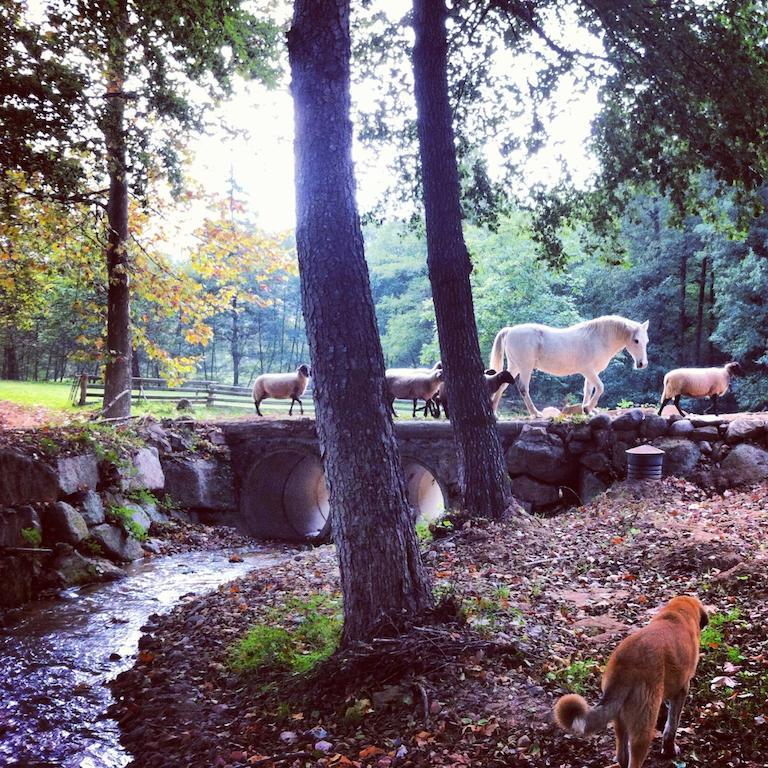 Country house Masia El Moli De Aulet Arbucies